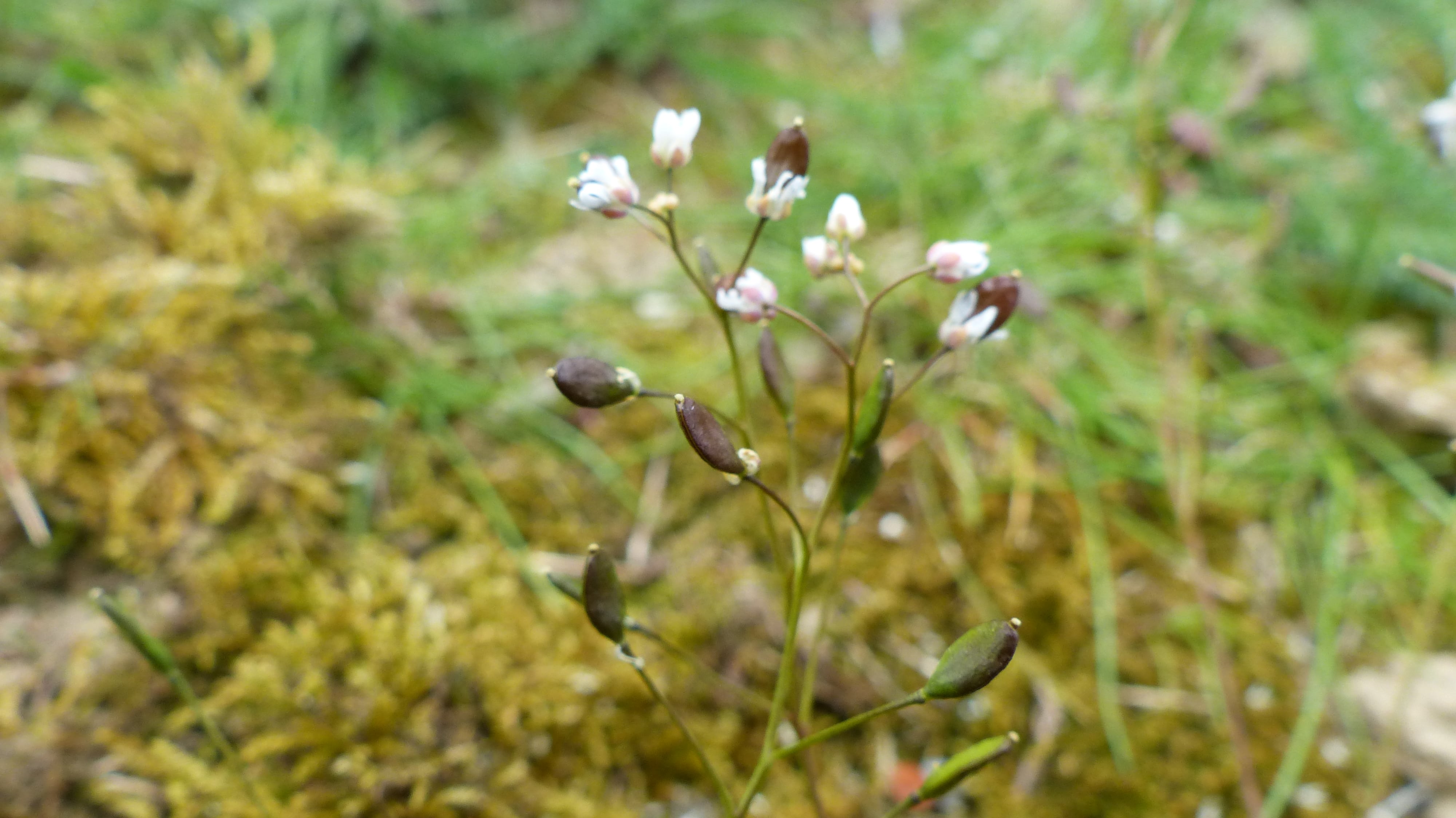 Annexe inflorescence.JPG