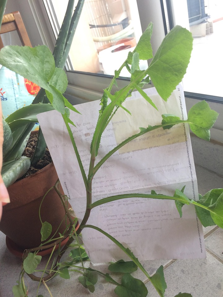 Annexe photo3 activité1.jpg