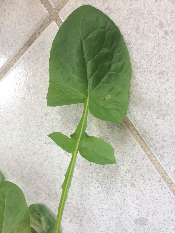 Annexe photo4 activité1.jpg