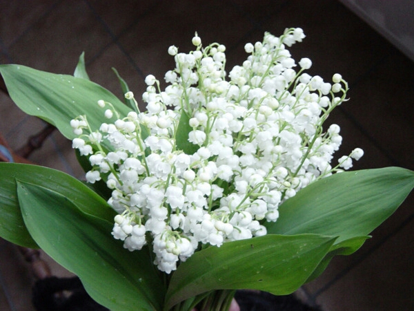 Annexe Image muguet.jpg