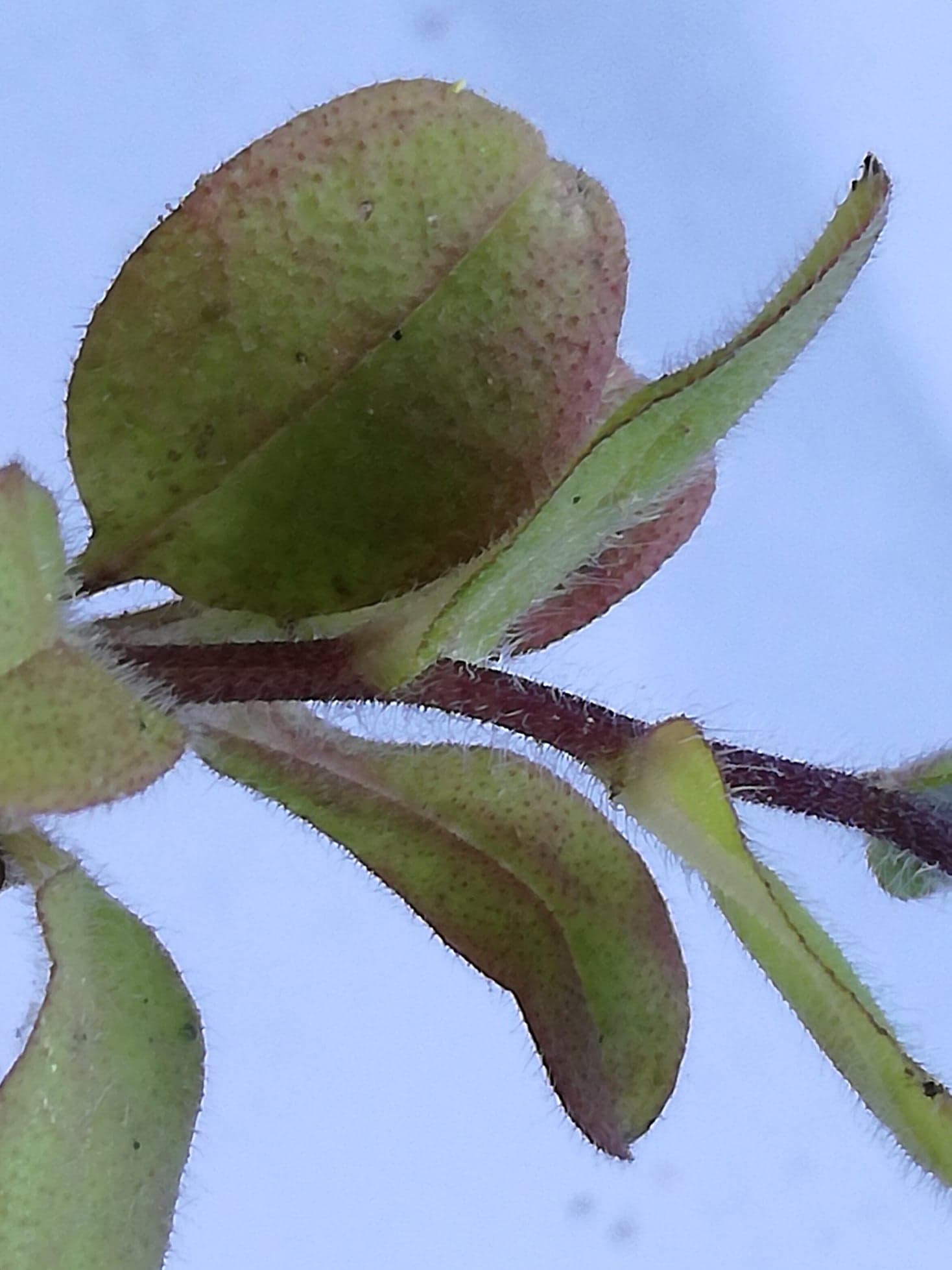 Annexe 91372807_2498734800379454_5494806834369789952_n.jpg