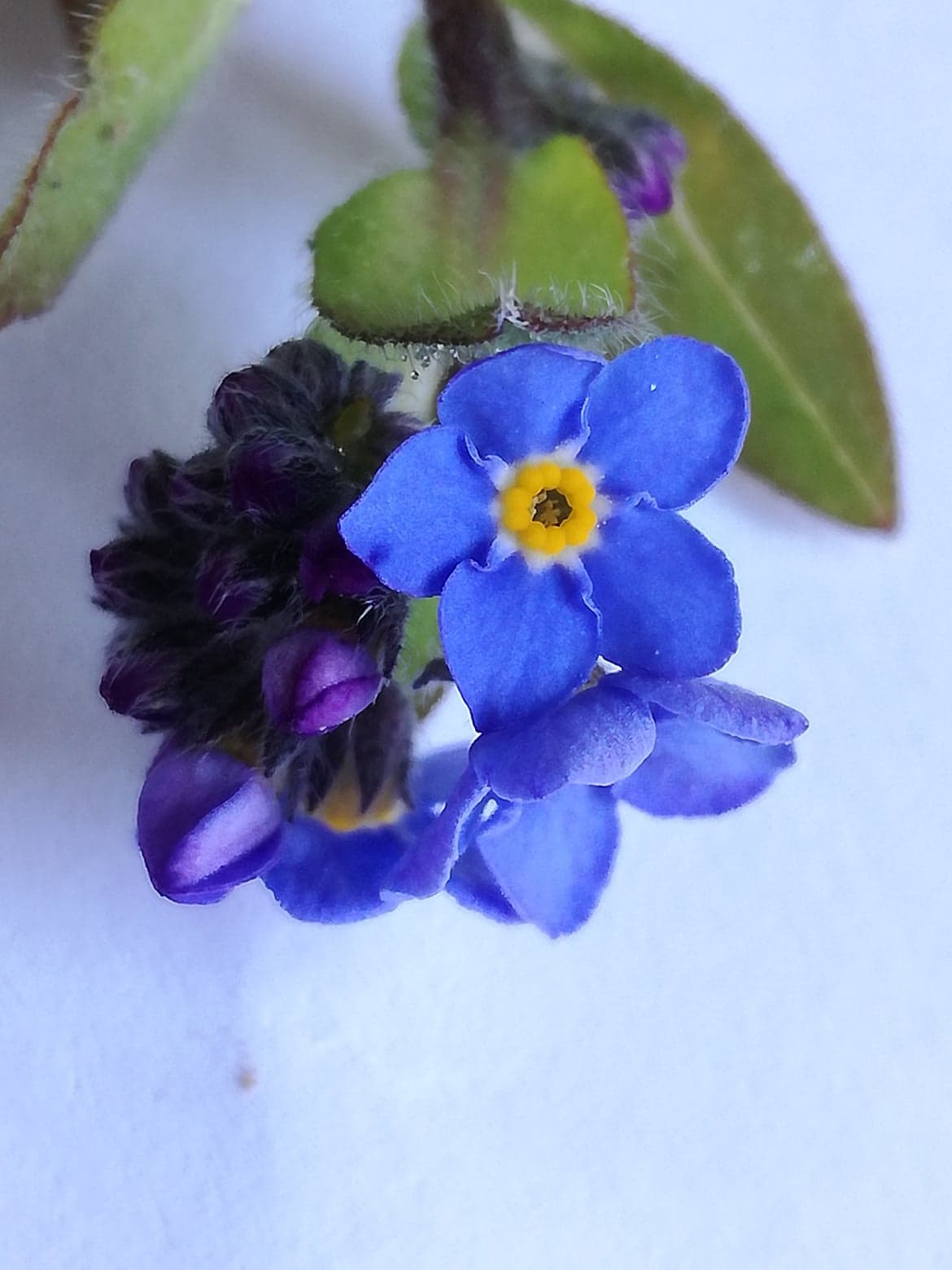 Annexe 91505588_218153042614091_4918695499130732544_n.jpg