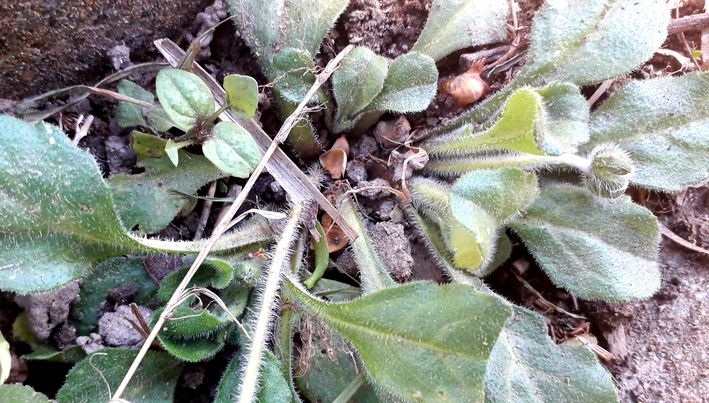 Annexe 20200331_130144_resultat.jpg