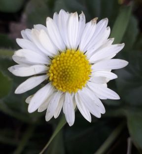 Annexe 20200331_130239_resultat.jpg