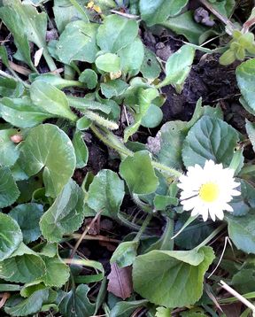 Annexe 20200331_130317_resultat.jpg