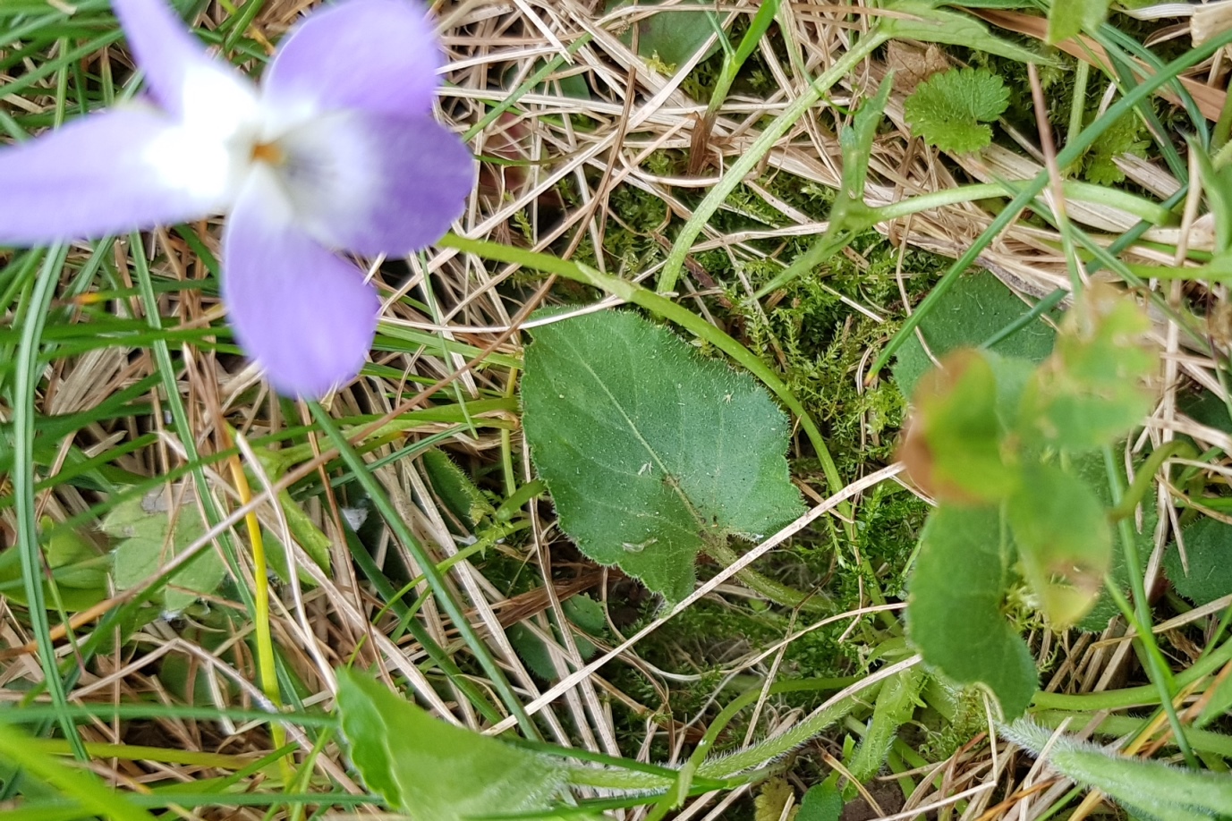 Annexe Violette_feuille.jpg