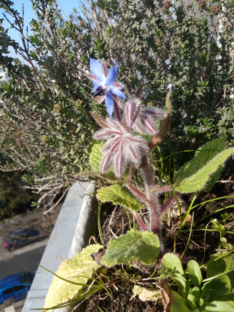 Annexe IMG_20200331_102129_copy_780x1040.jpg