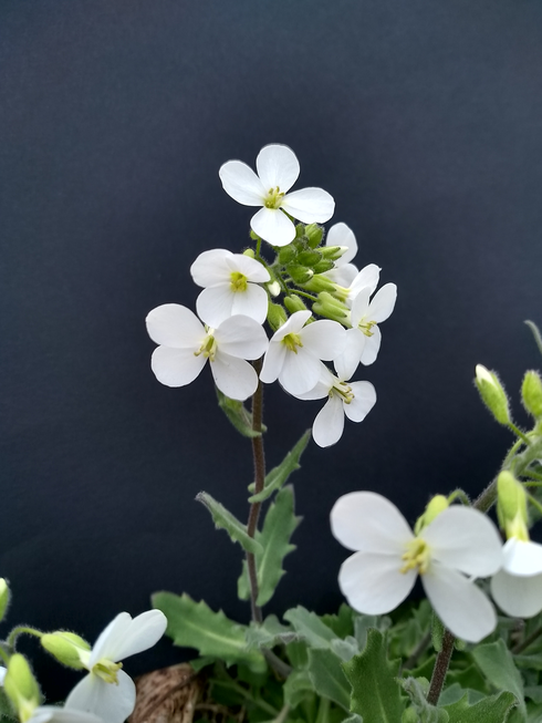 Annexe fleur face.png