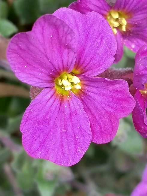 Annexe fleur face.png