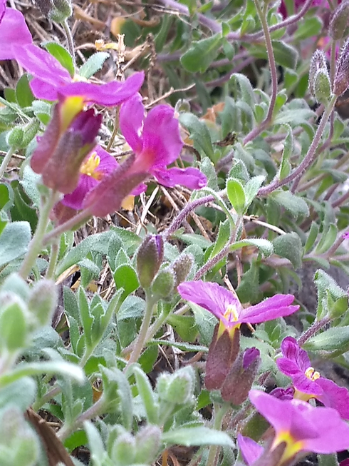 Annexe fleur profil.png