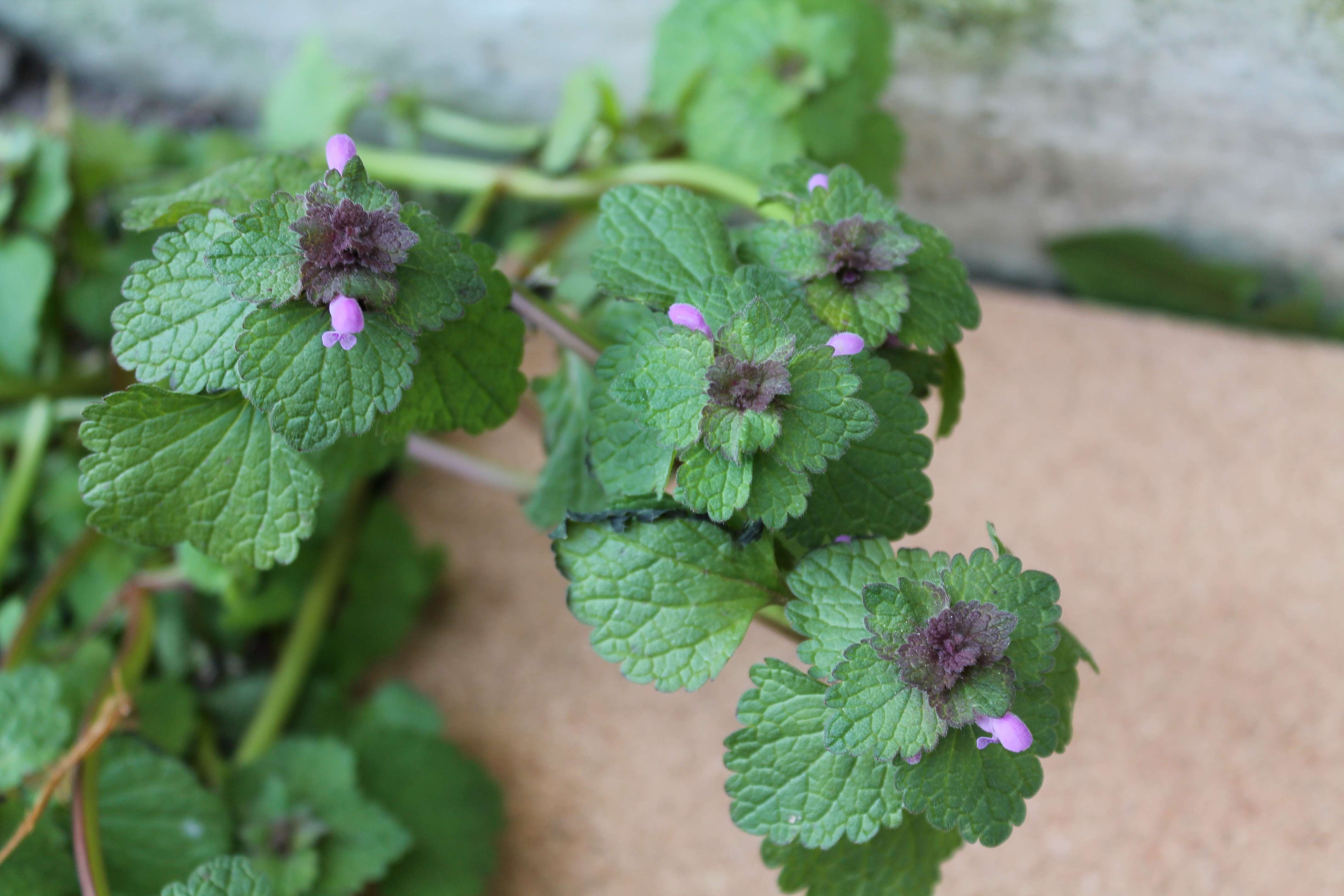 Annexe lamier copie 1.JPG