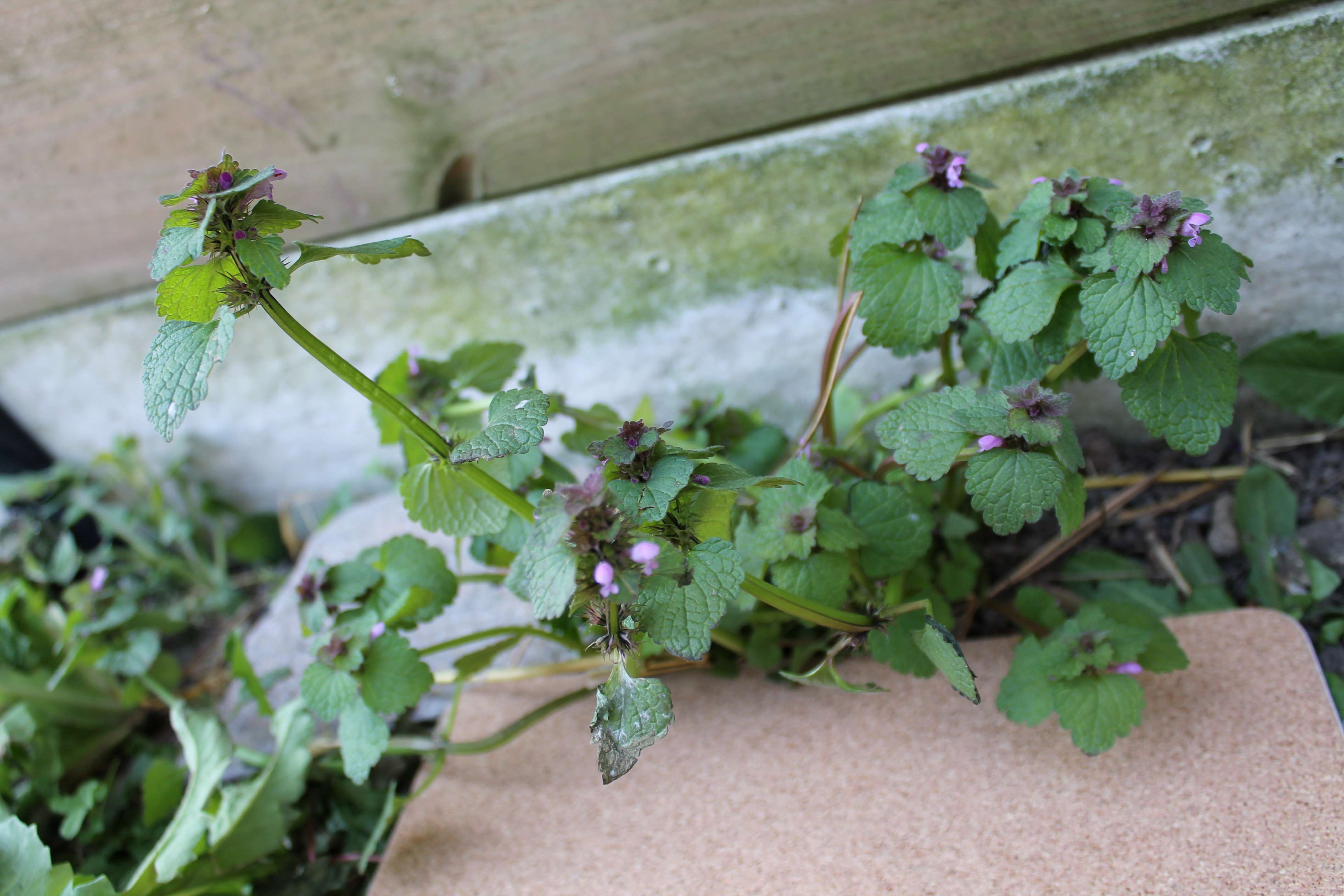 Annexe lamier2 copie.JPG