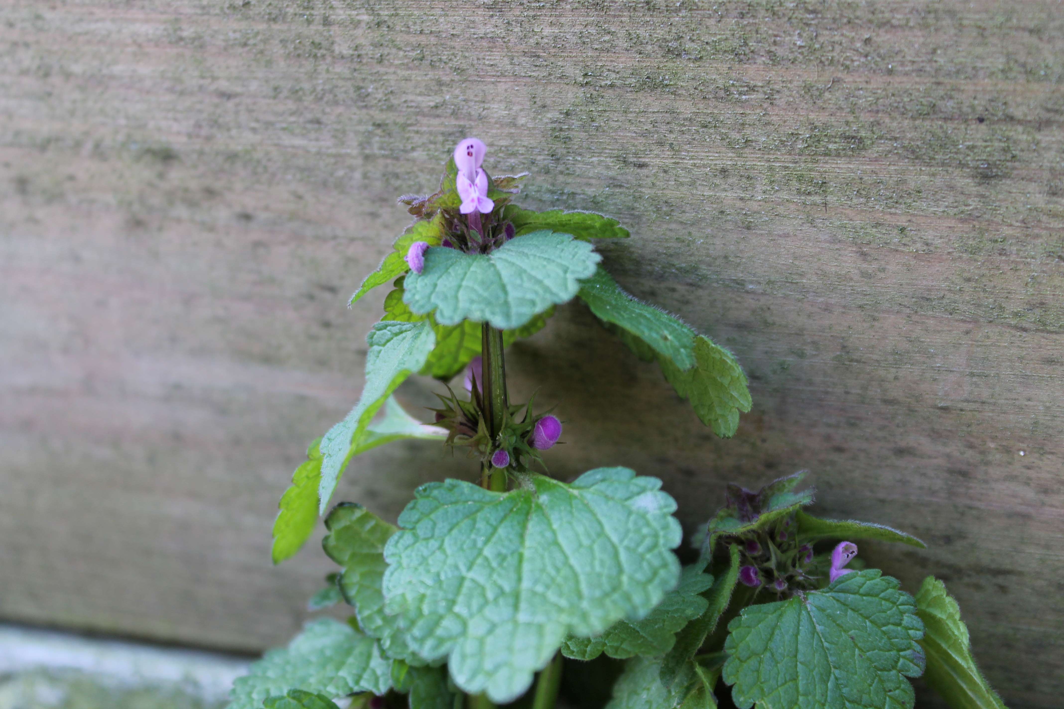 Annexe lamier3 copie.JPG