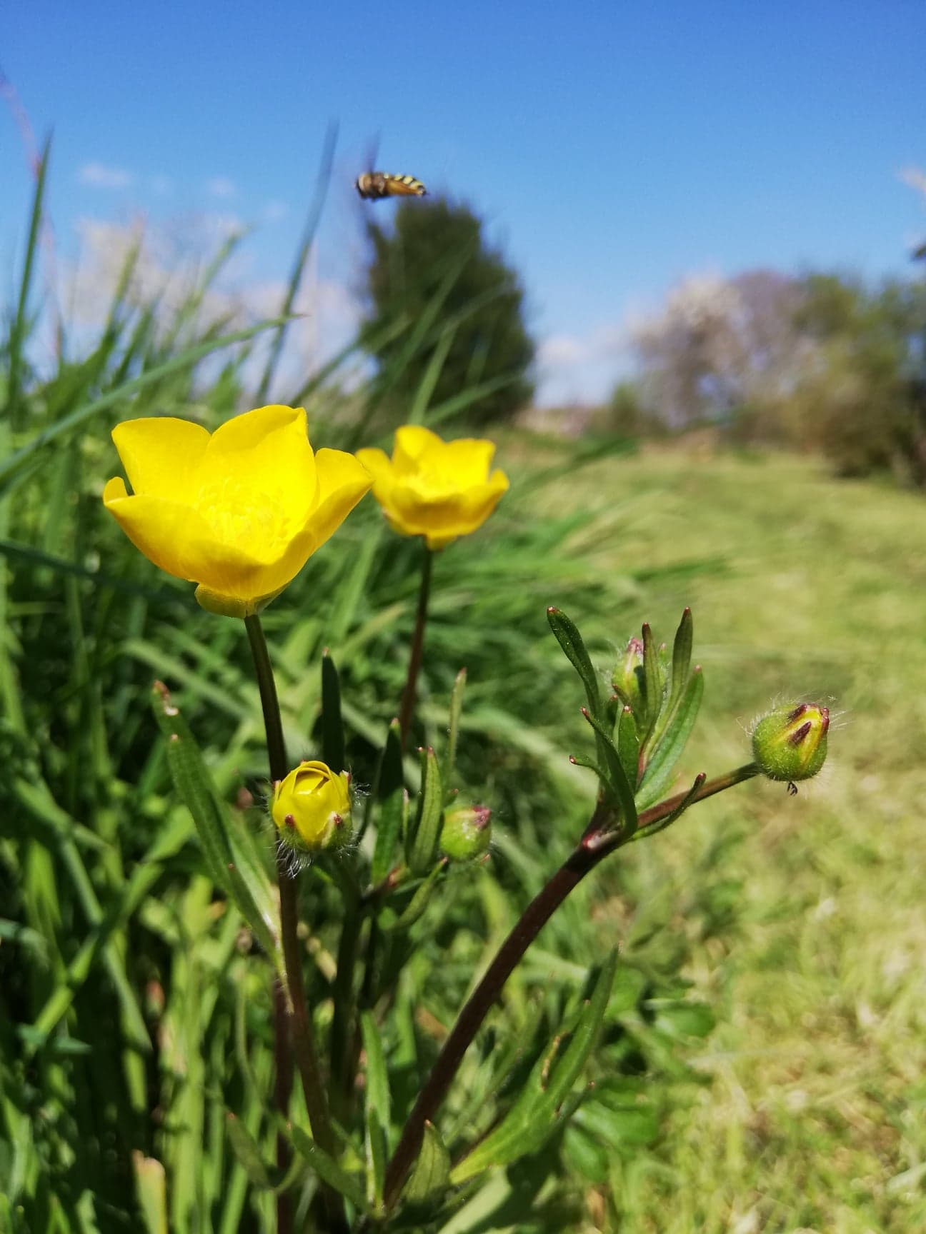 Annexe 91351668_509286383080307_178619645366894592_n.jpg