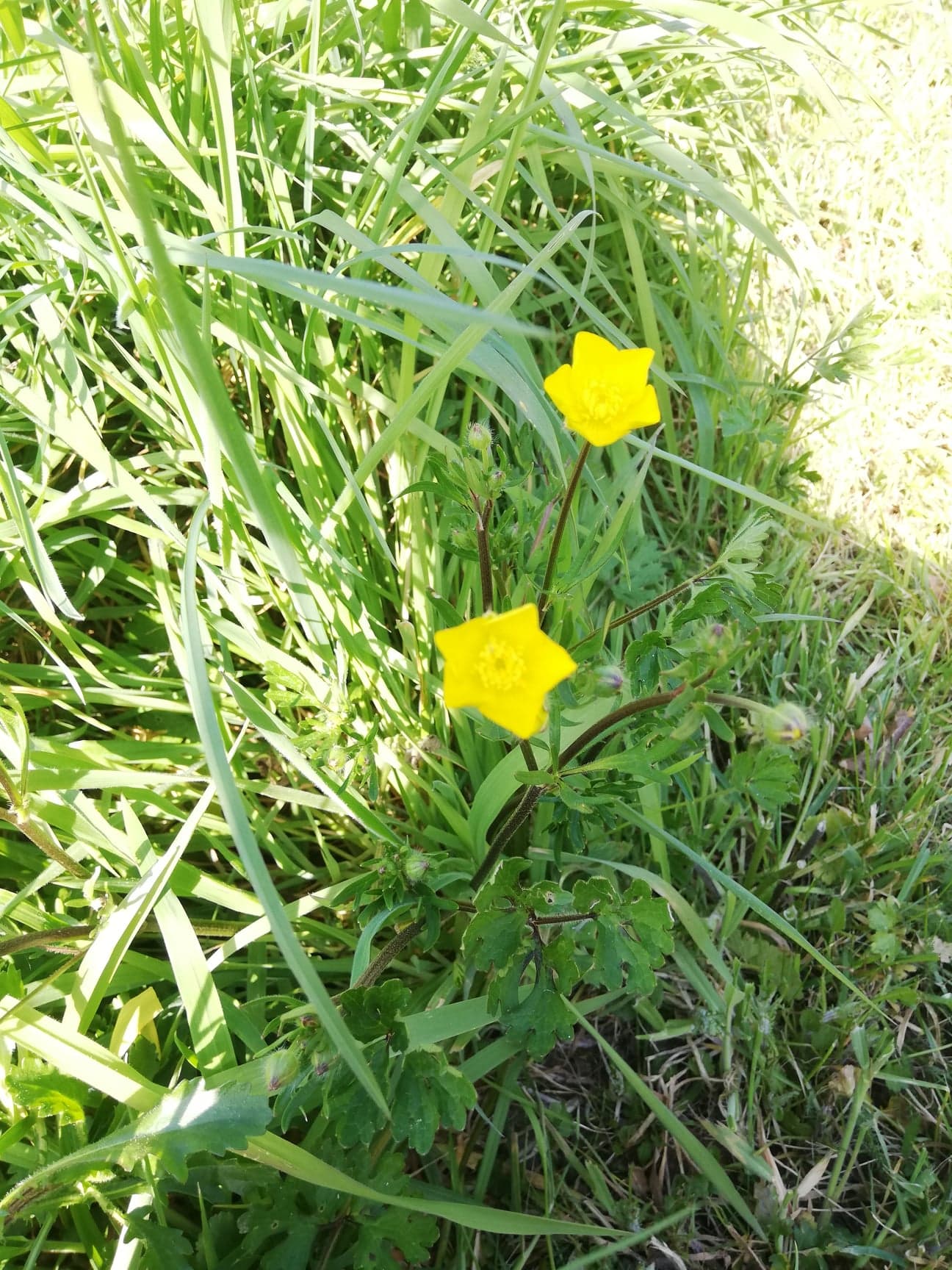 Annexe 91616377_254594949032126_4780372495360327680_n.jpg