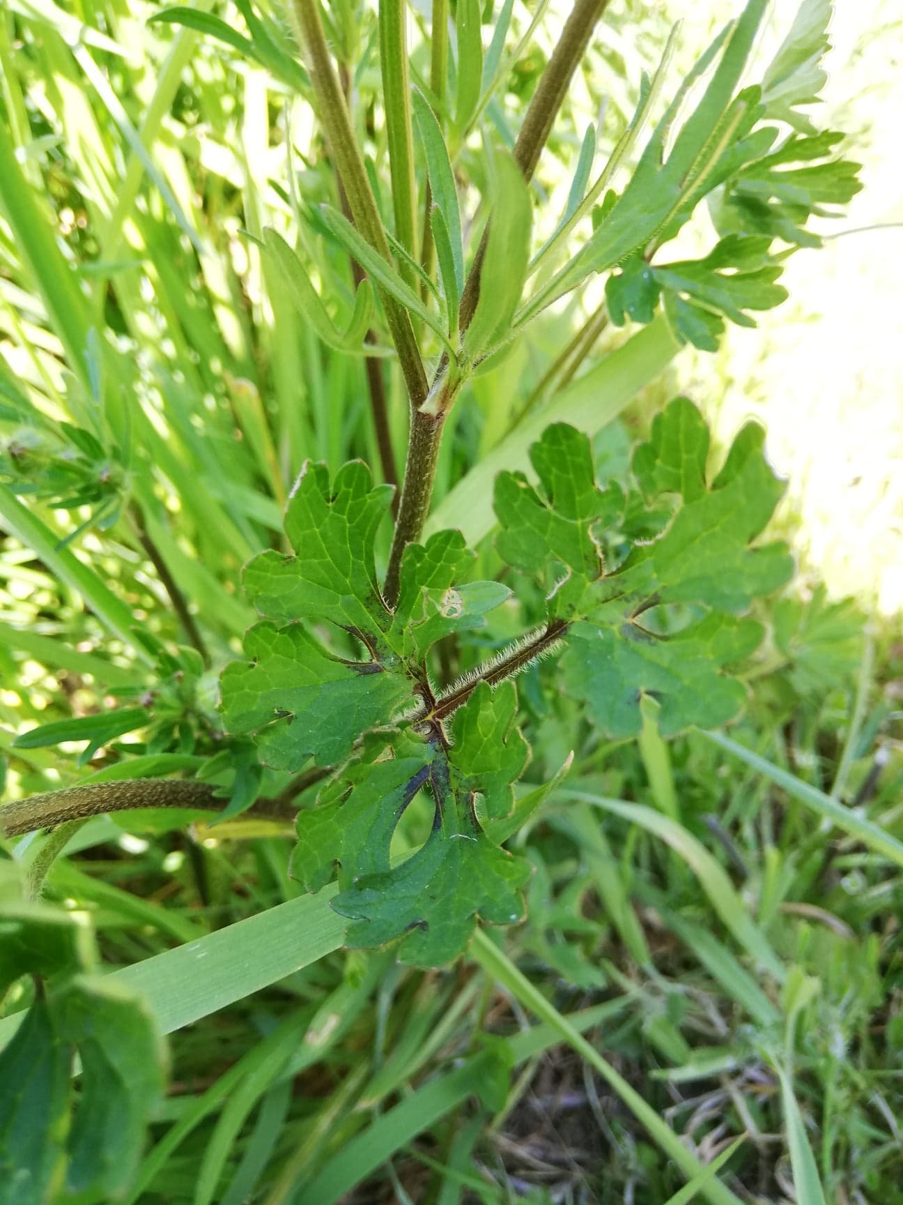 Annexe 91975741_229403218437802_3813901924869079040_n.jpg