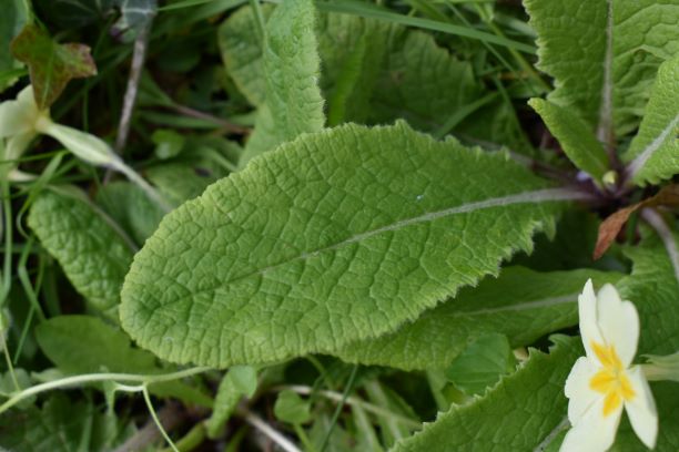 Annexe feuille_basale.JPG