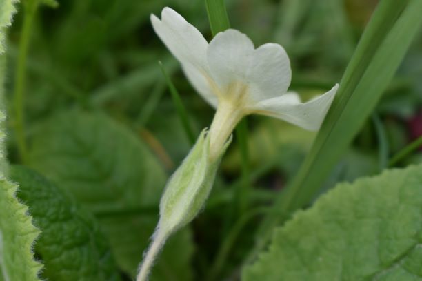 Annexe fleur-coté.JPG