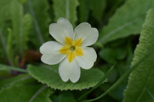 Annexe fleur-dessus.JPG