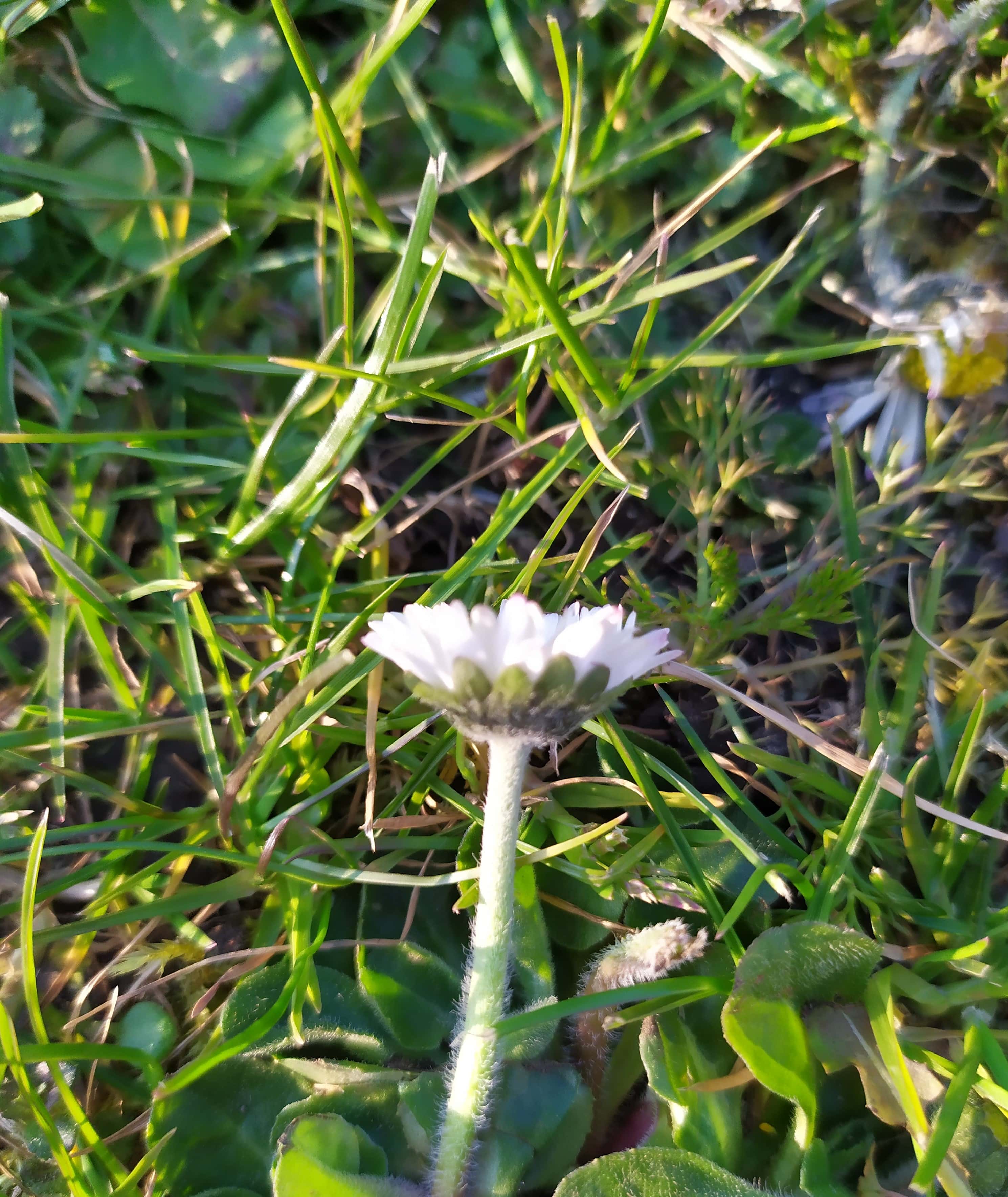 Annexe IMG_20200326_174903-min.jpg