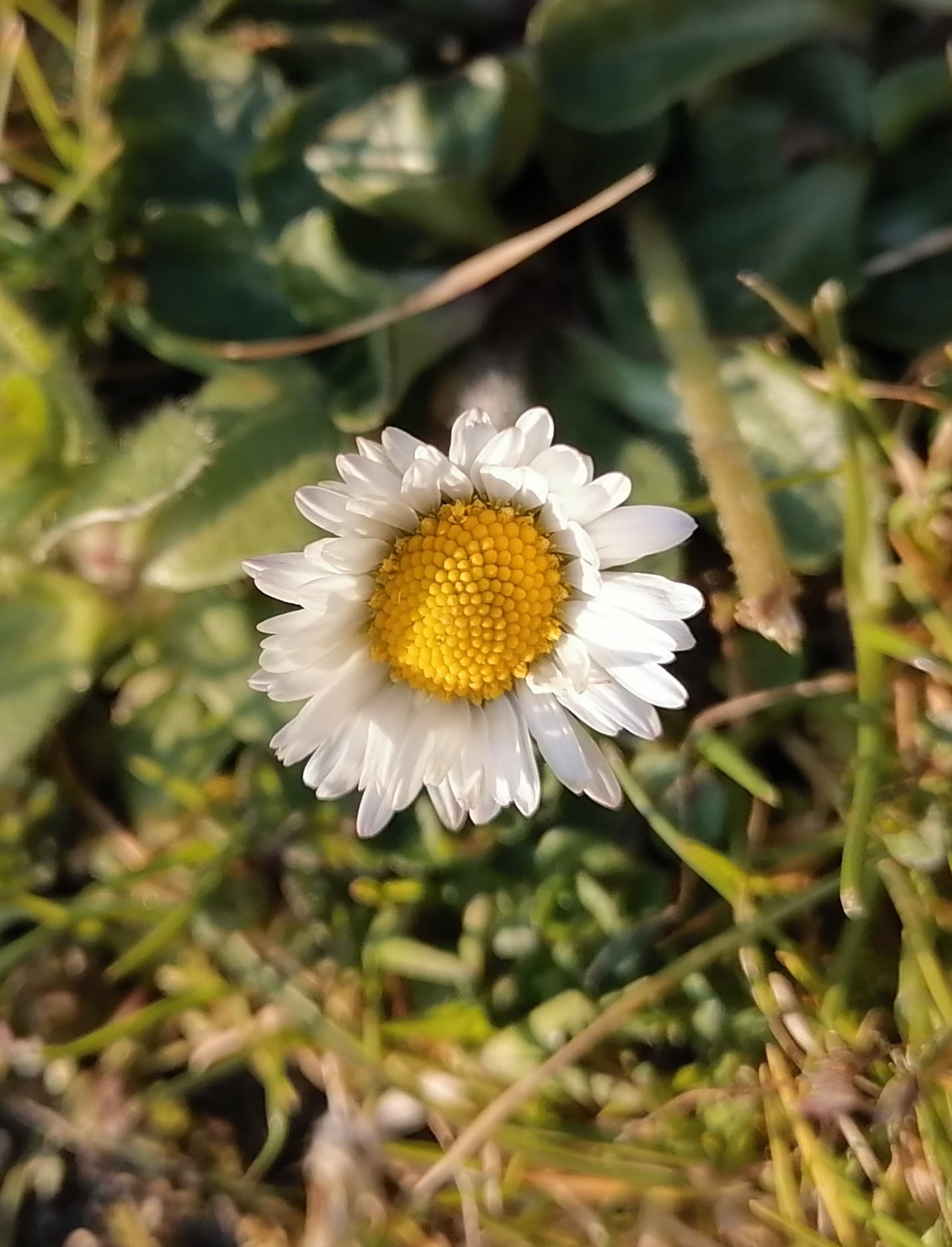 Annexe IMG_20200327_175524-min.jpg