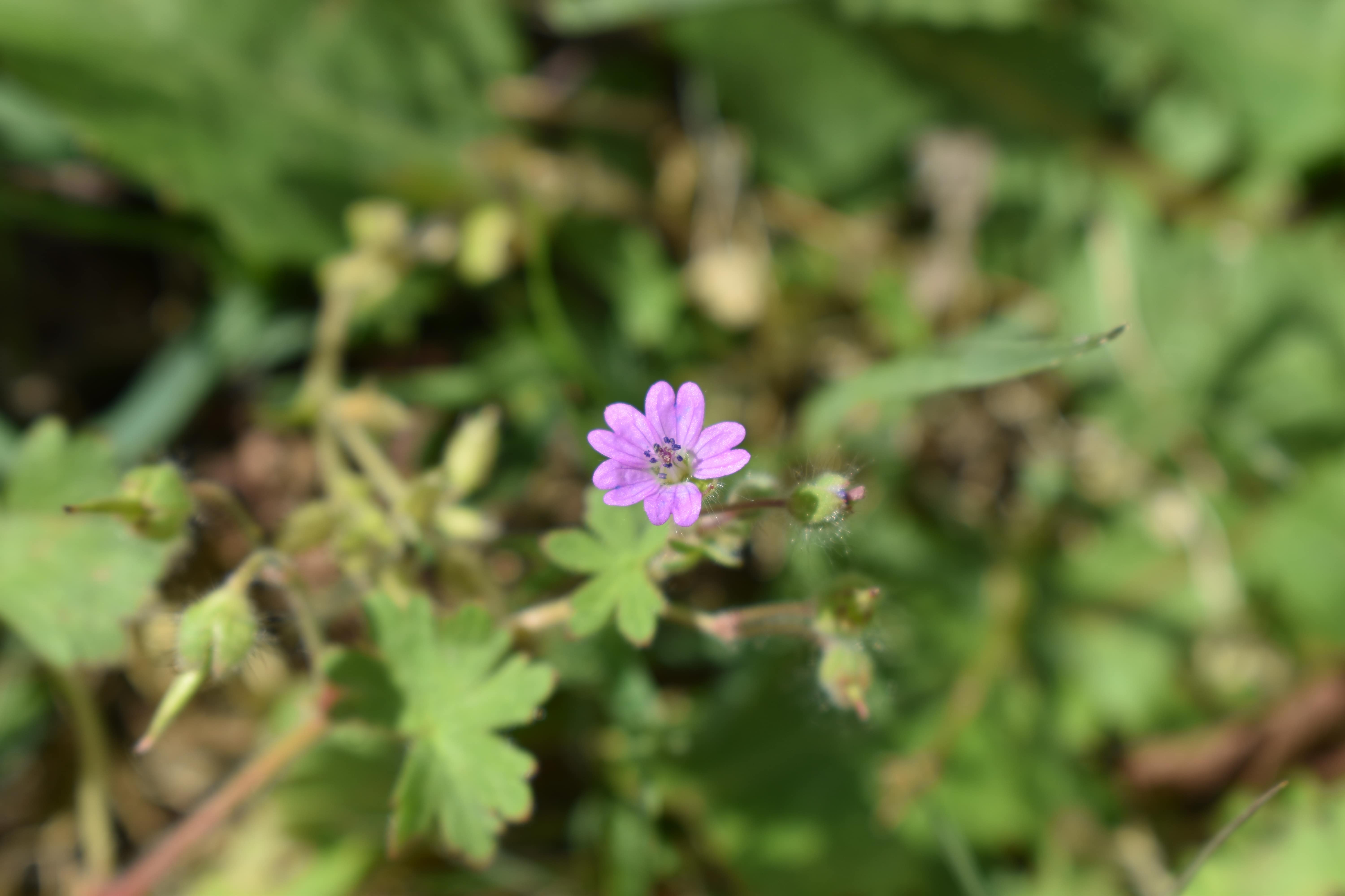 Annexe DSC_2963-min.JPG