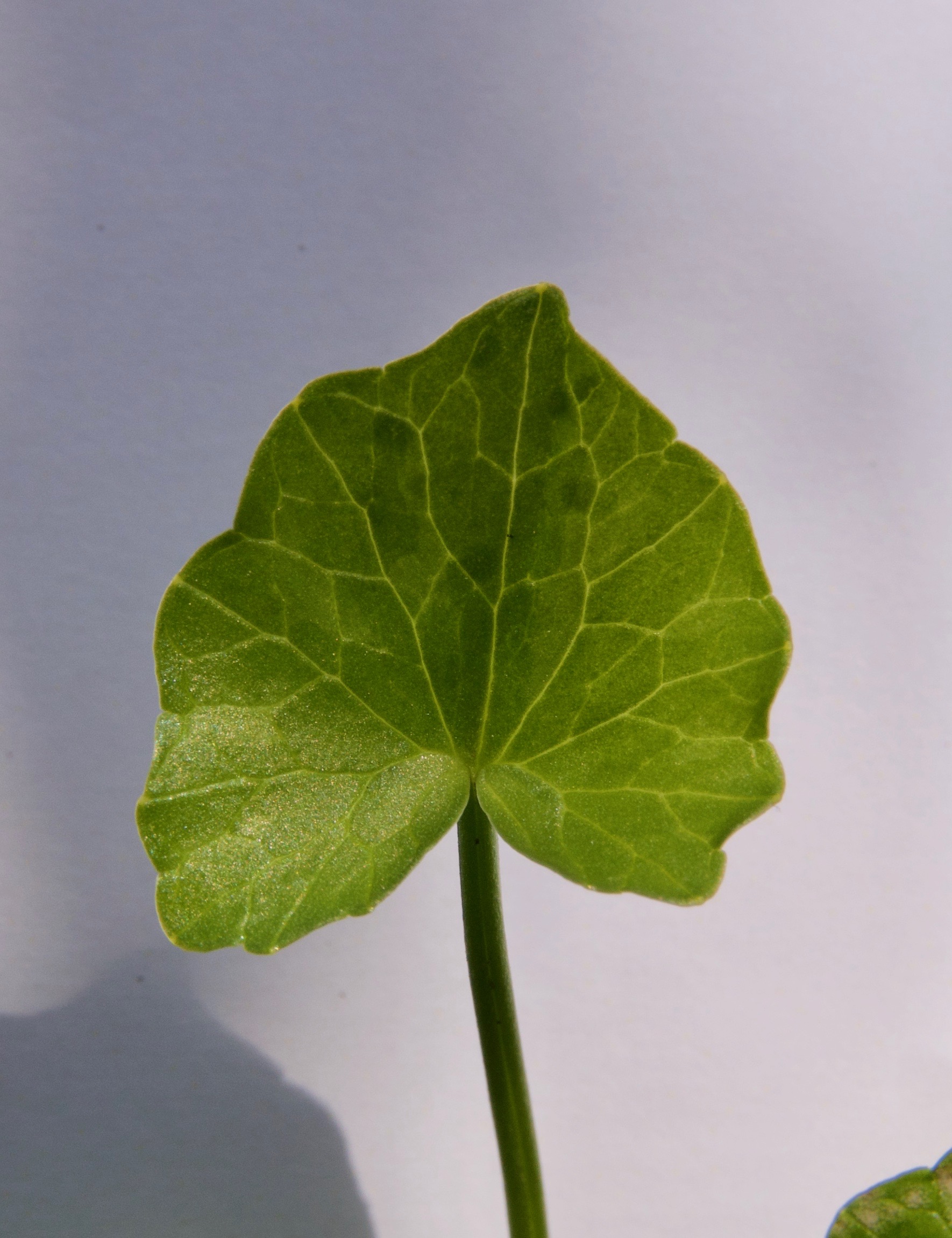 Annexe Ficaria verna-feuille-gros plan.jpg