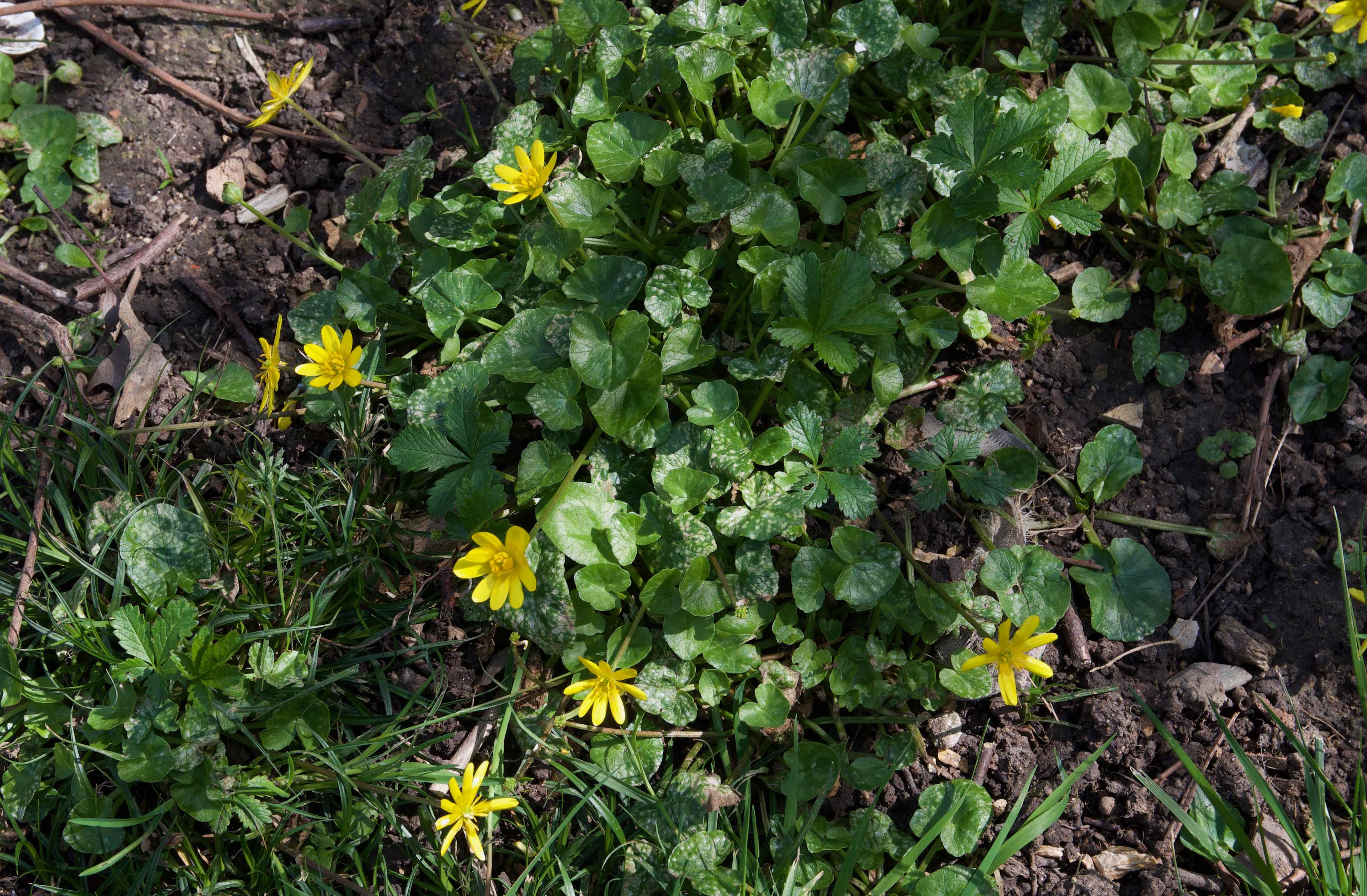 Annexe Ficaria verna_plan large (1).jpg