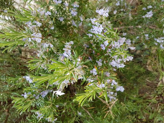 Annexe Romarin (2).jpg