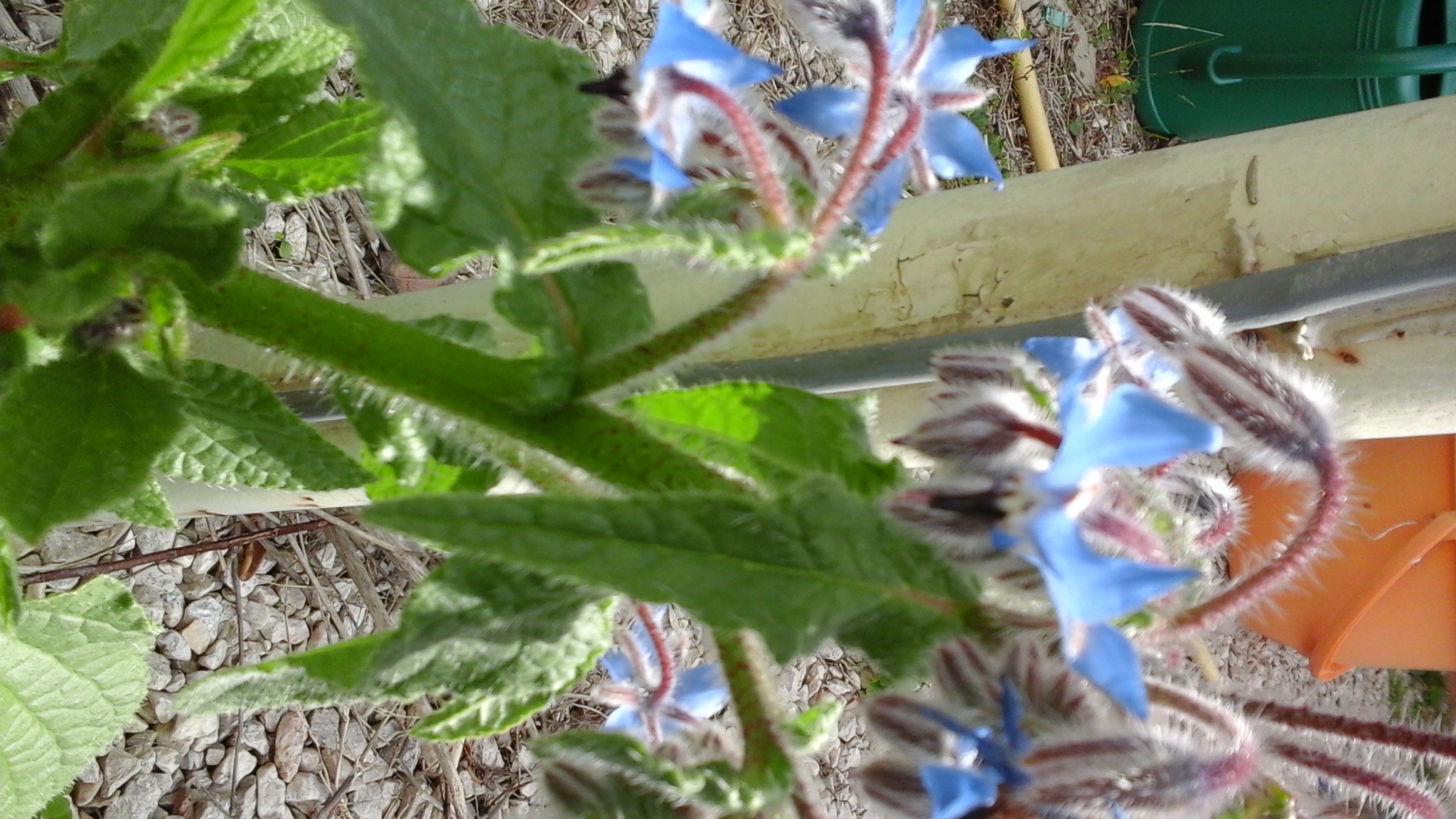 Annexe 2020-03-31 13.45.23.jpg