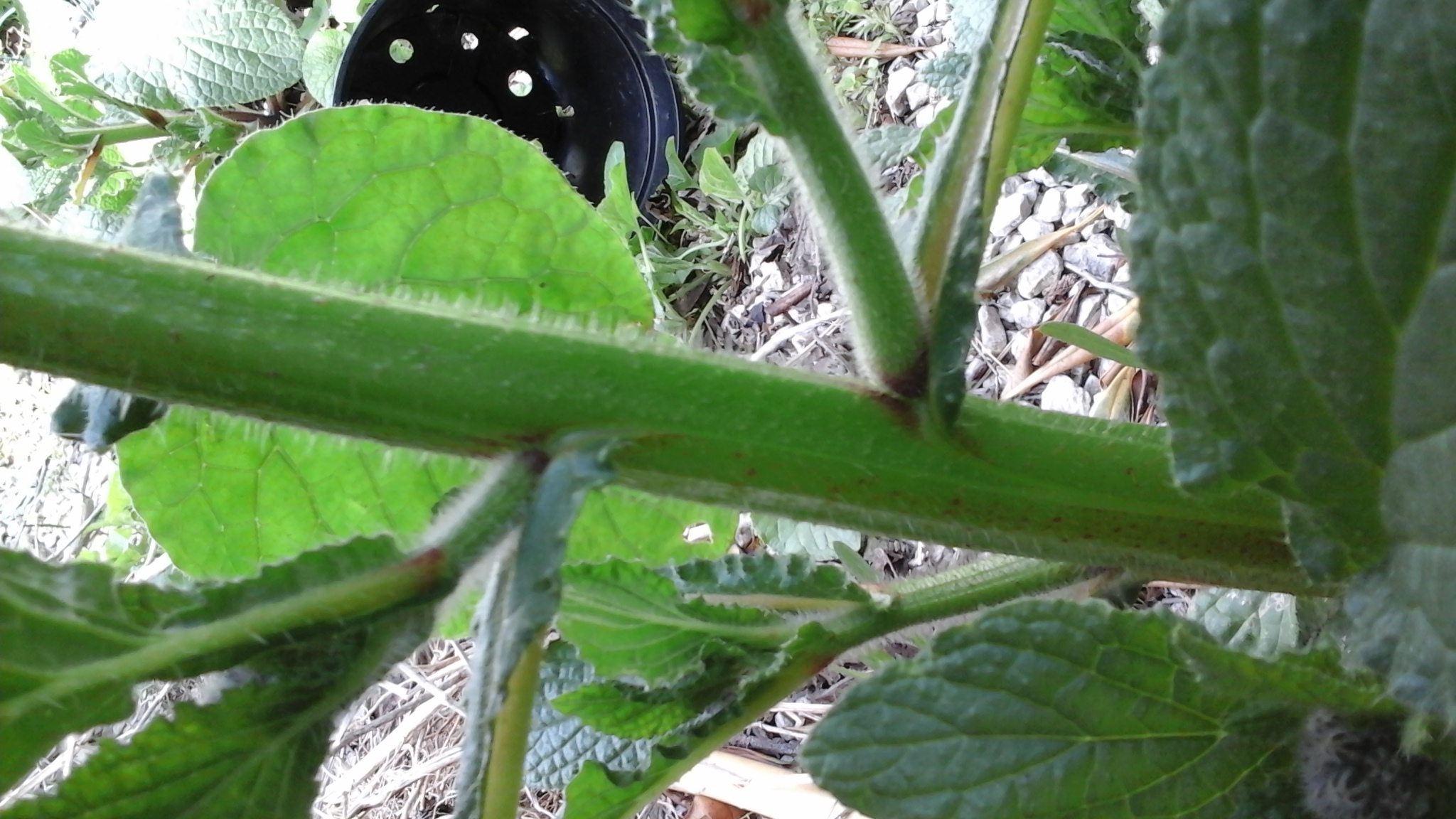 Annexe 20200331_132422.jpg