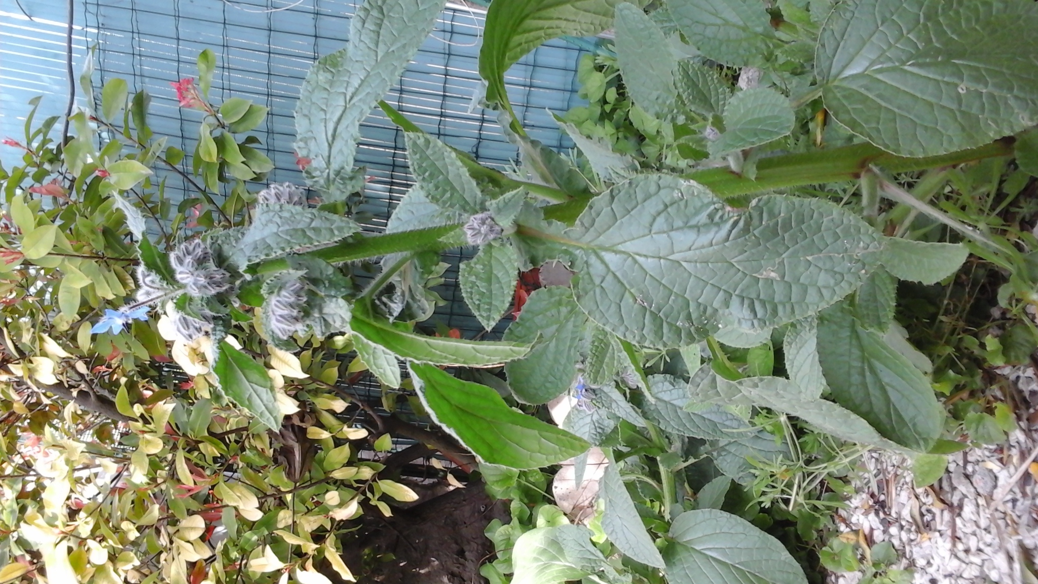 Annexe 20200331_132509.jpg