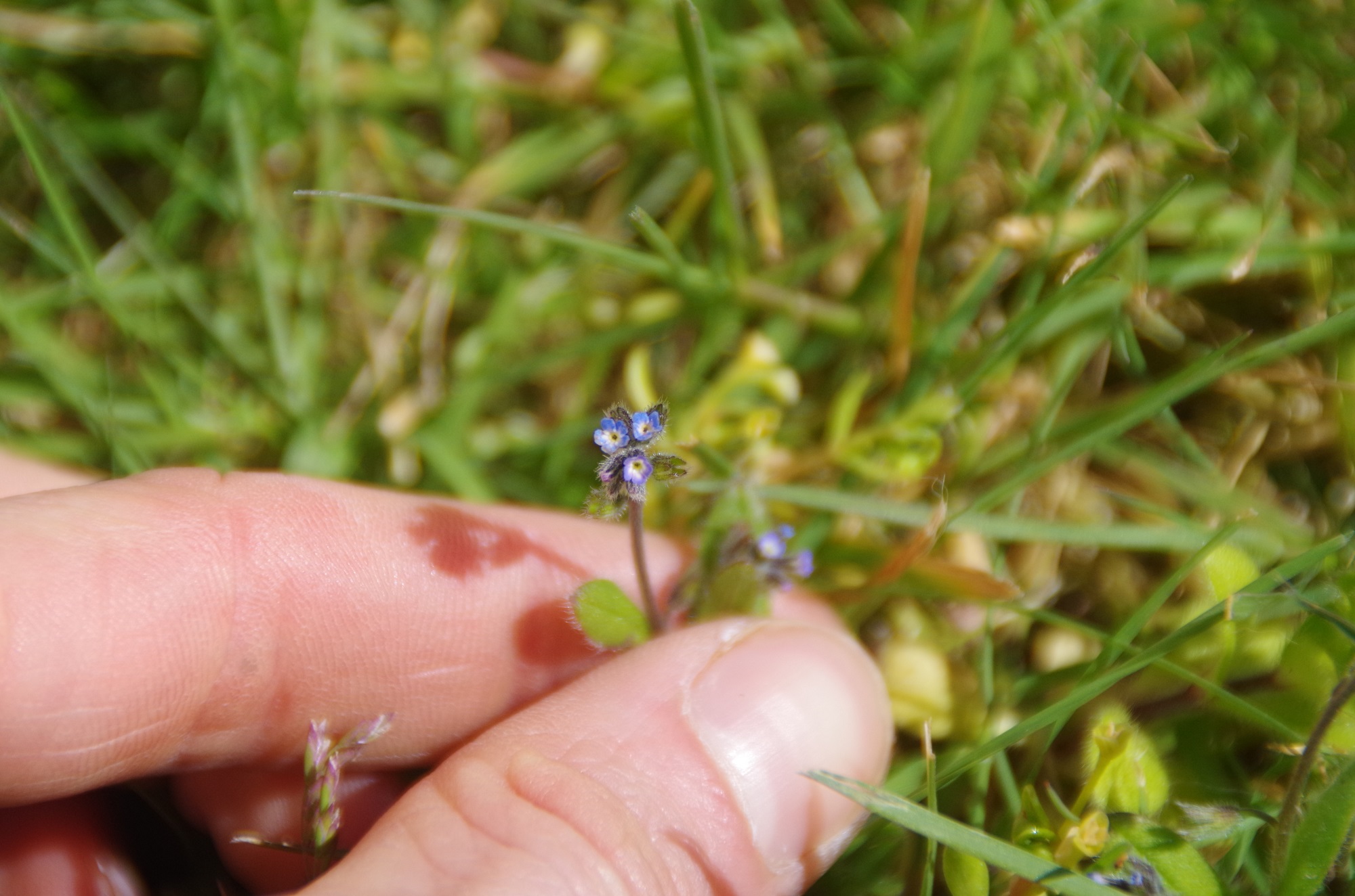 Annexe Myosotis des marais (redim) - fleur.jpg