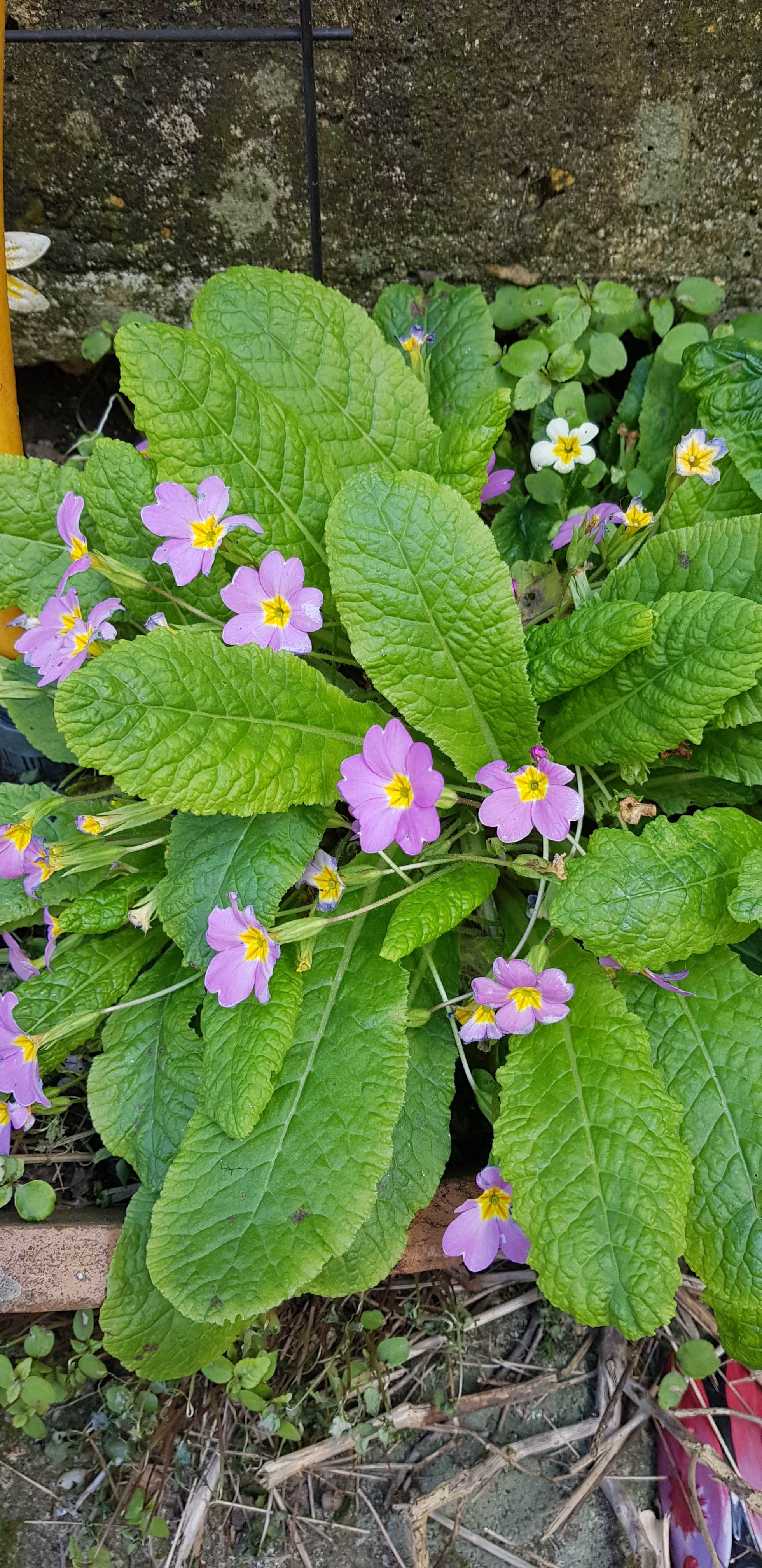 Annexe fleur 4-min-min.jpg