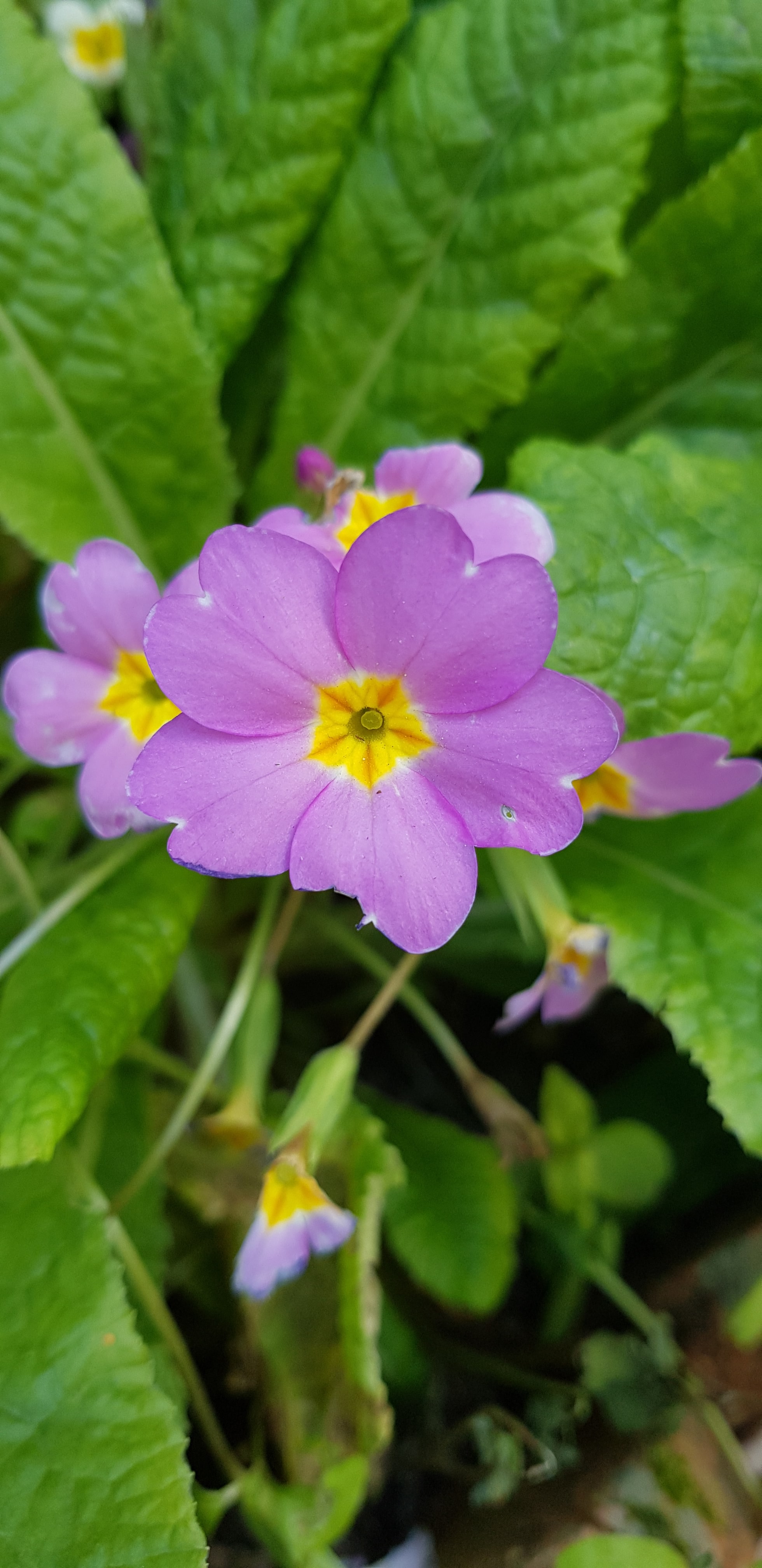 Annexe fleur2-min.jpg