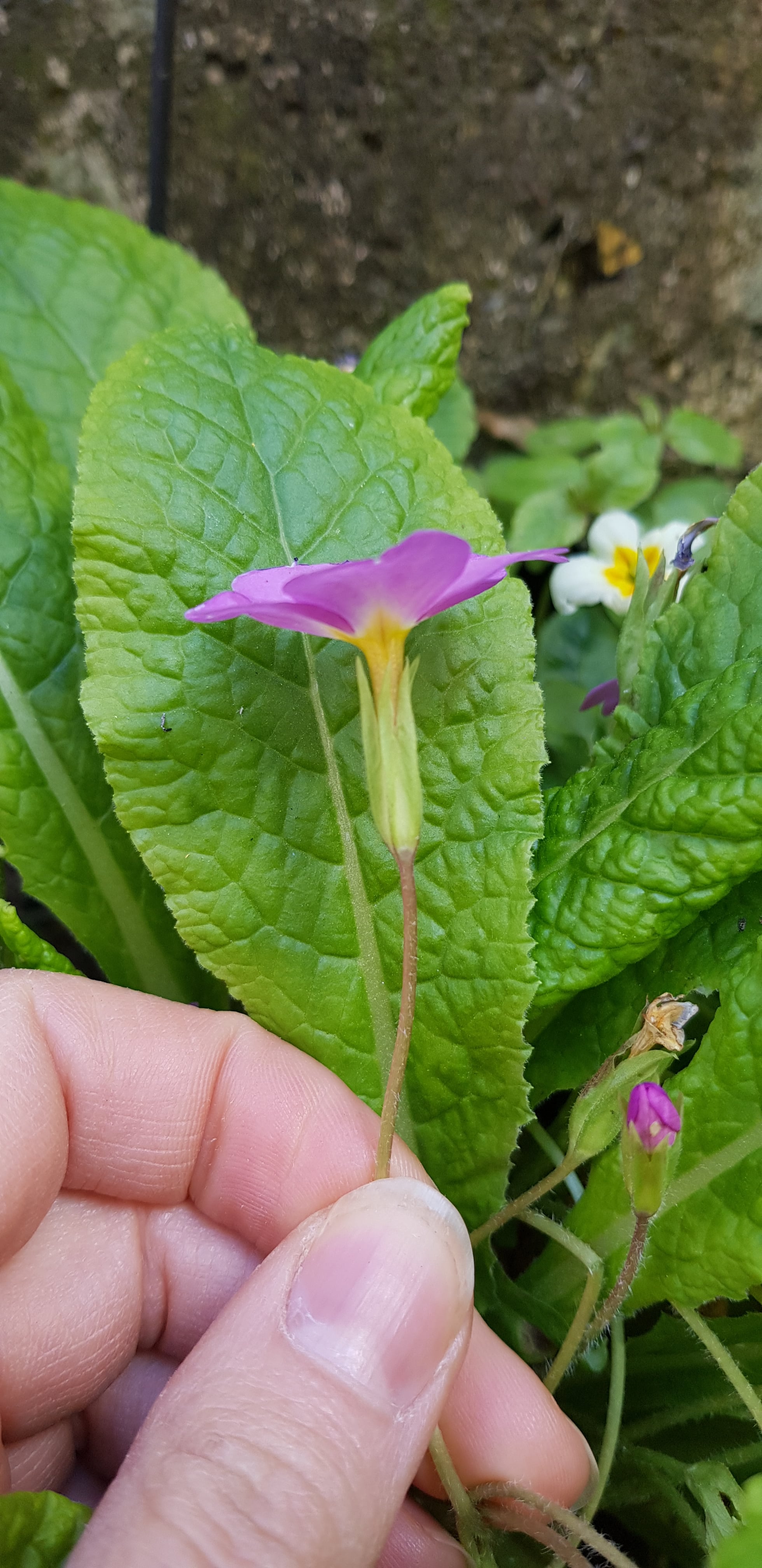 Annexe fleur5-min.jpg