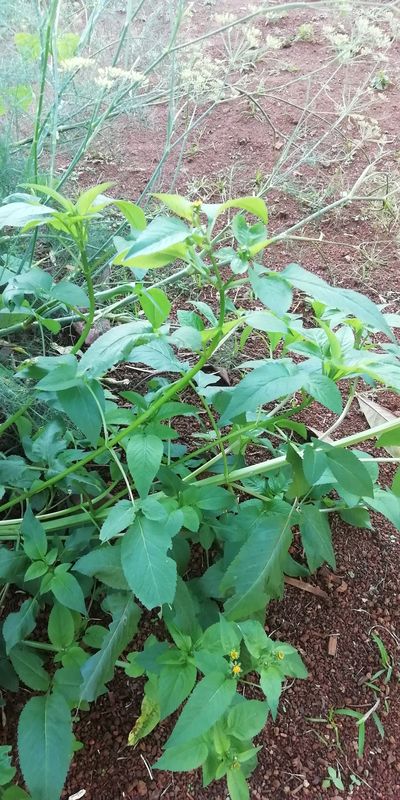 Annexe IMG_20200331_164503.jpg