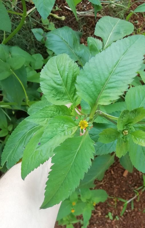 Annexe IMG_20200331_164517.jpg