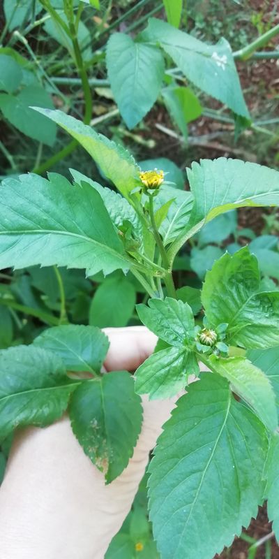 Annexe IMG_20200331_164528.jpg