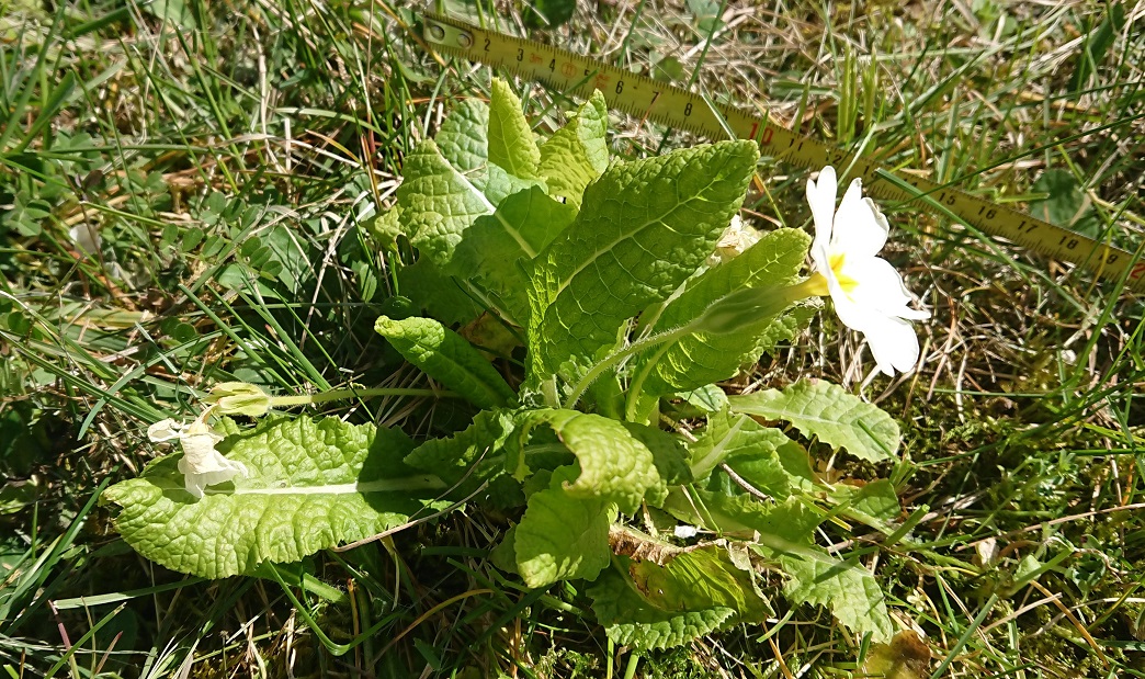 Annexe Ex 1 Primevère 1.JPG