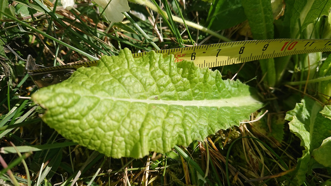 Annexe Ex 1 Primevère 2.JPG