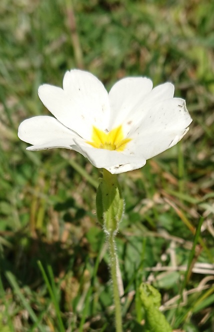 Annexe Ex 1 Primevère 3.JPG