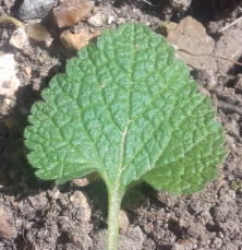 Annexe lamier pourpre 2.png