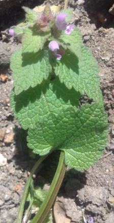 Annexe lamier pourpre 3.png