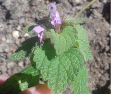 Annexe lamier pourpre.png