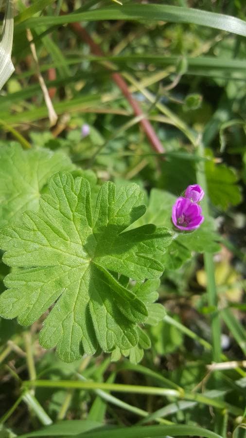 Annexe 92138436_537145173469765_7271260077418348544_n.jpg