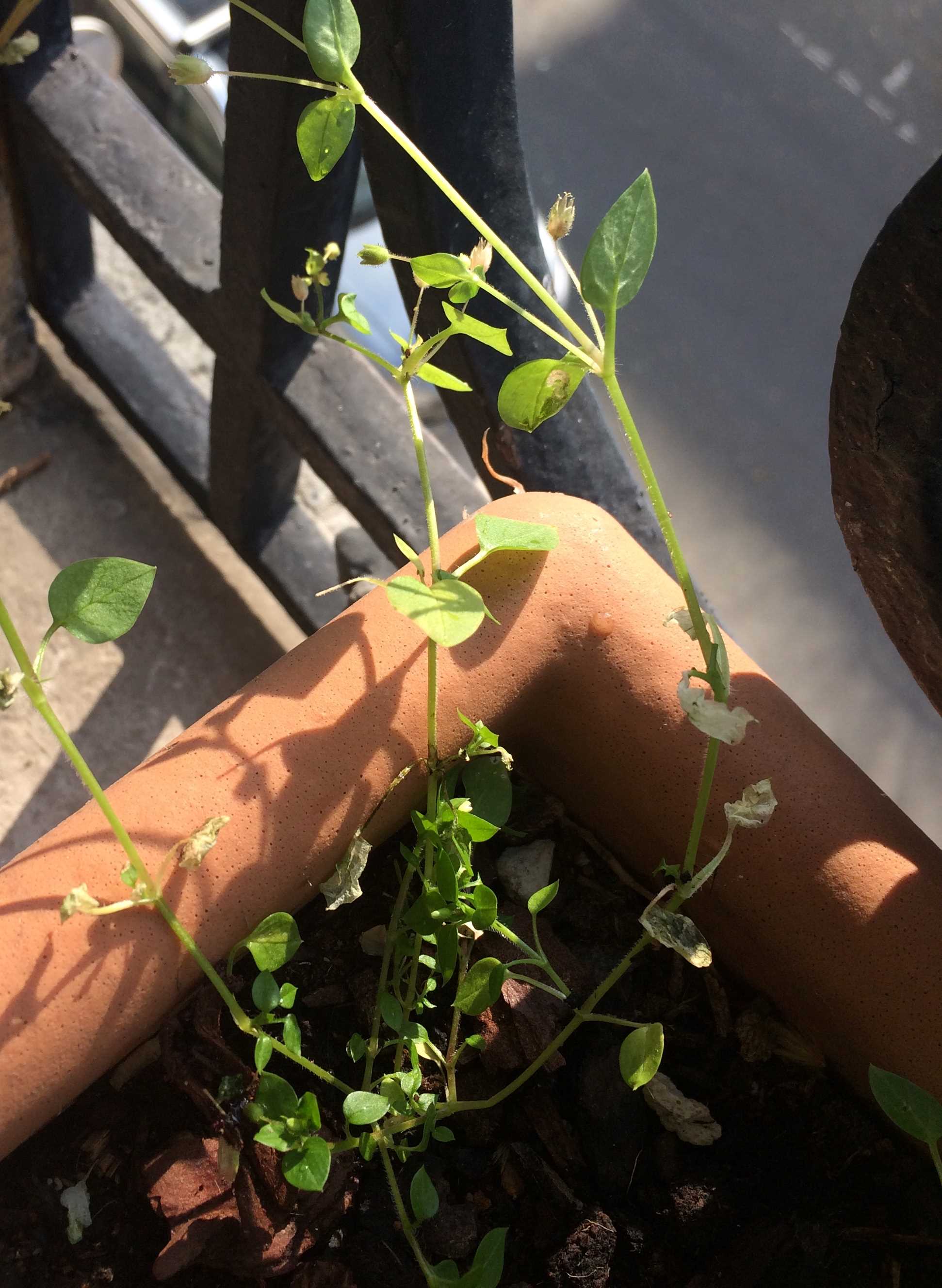 Annexe Mooc telabotanica 1-1 copie.jpg