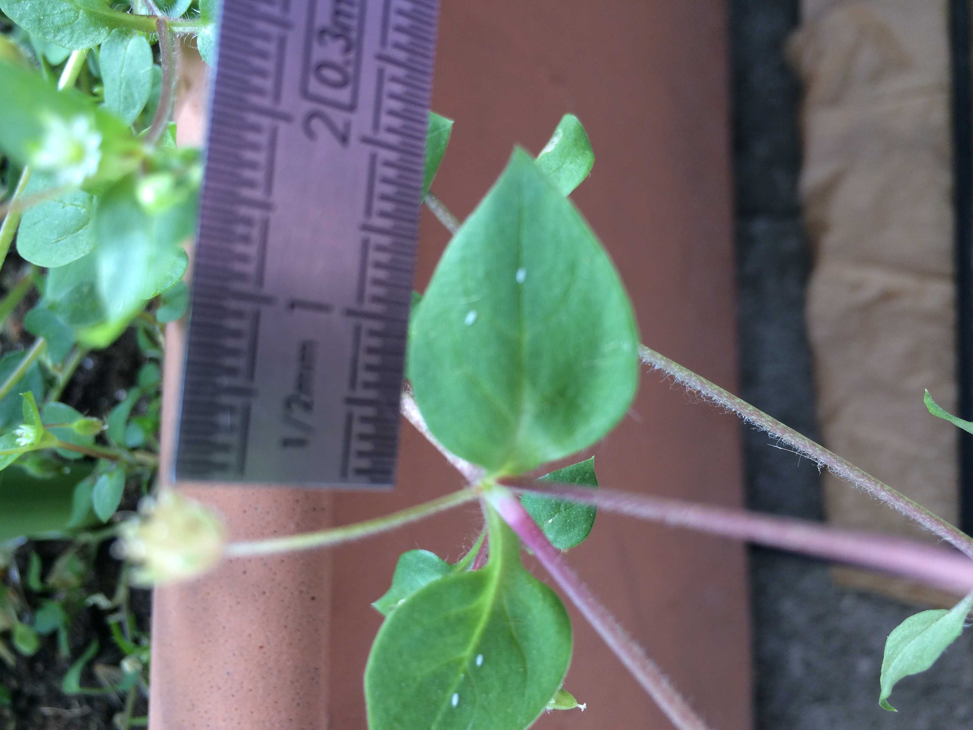 Annexe Mooc telabotanica 1-2copie.jpg