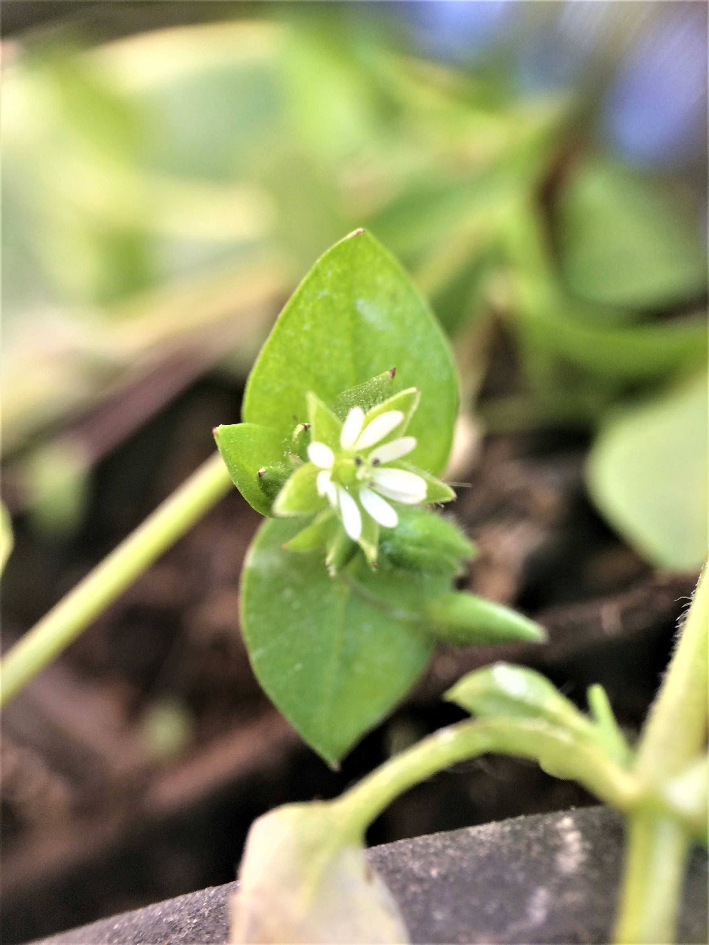 Annexe Mooc telabotanica 1-3 copie.jpg