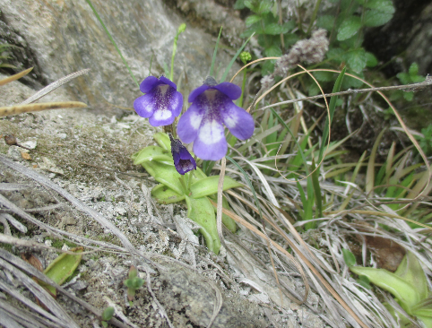 Annexe Pinguicula vulgaris.png